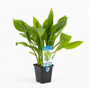 moeringswaterplanten Echinodorus paniculatus - aquarium plant