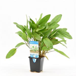 moeringswaterplanten Echinodorus reni - aquarium plant