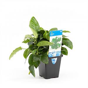 moeringswaterplanten Anubias barteri nana - aquarium plant