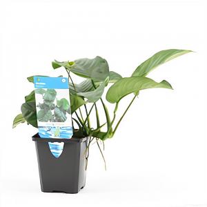 moeringswaterplanten Anubias barteri - aquarium plant