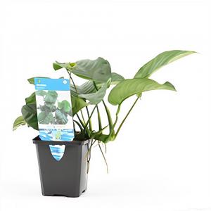 Moerings waterplanten Anubias barteri - aquarium plant