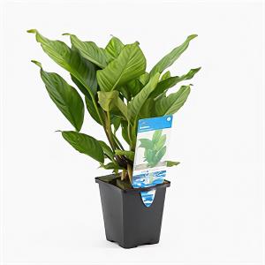 moeringswaterplanten Anubias heterophylla - aquarium plant