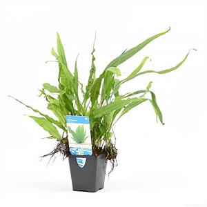 moeringswaterplanten Microsorum pteropus - aquarium plant