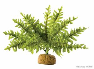 Exo Terra Boston Fern - Small