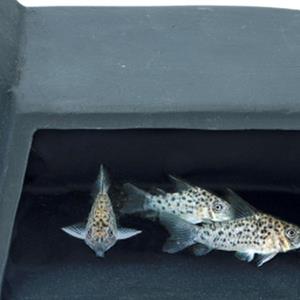 Sf undergravel fish cave m - Superfish