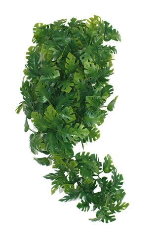 Komodo Split Philodendron 30 cm