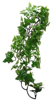 Komodo Philodendron 60 cm.