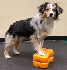FitPAWS Bone Mini