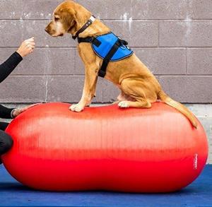 FitPAWS Peanut Rood