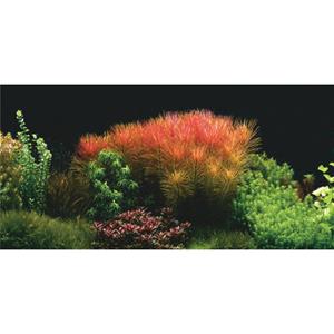 Aquatic Nature Foto Achterwand Blossom 60 x 40