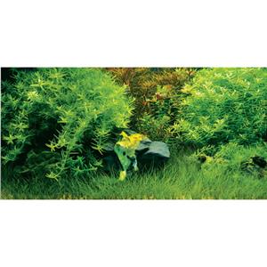 Aquatic Nature Foto Achterwand Ballet 100 x 50