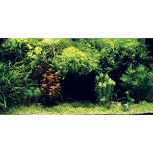 Aquatic Nature Foto Achterwand Symphony 100 x 50