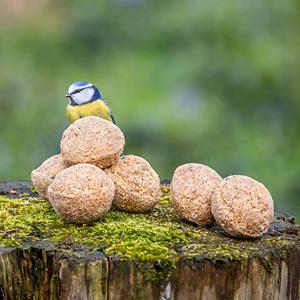 CJ Wildlife Vetbollen met insectenvet - 6 stuks