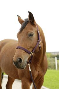Covalliero Halster Hippo Aubergine Cob