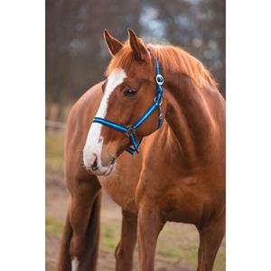 Covalliero Halster Hippo Blauw Pony