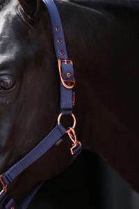 Covalliero Halster Classy Marine Veulen/Shetland