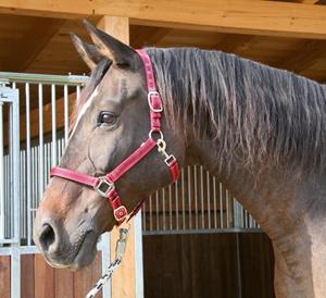Covalliero Halster Mustang Rood/Zwart Full