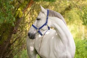 Covalliero Halster Mustang Blauw/Zwart Cob