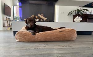 Hondenbed.nl Dog's Companion Hondenbed camel giant ribcord