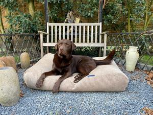 Hondenbed.nl Dog's Companion Hondenbed lever double ribcord