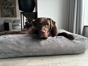 Hondenbed.nl Dog's Companion Hondenbed muisgrijs giant ribcord