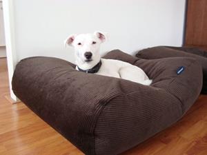 Hondenbed.nl Dog's Companion Hondenkussen chocolade bruin ribcord
