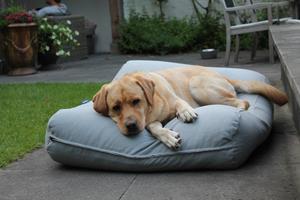 Hondenbed.nl Dog's Companion Hondenkussen lichtgrijs