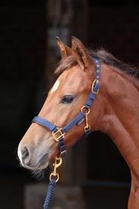 Covalliero Veulenhalster TopLine Navy