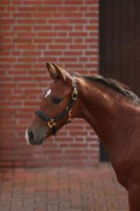 Covalliero Veulenhalster TopLine Zwart