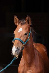 Covalliero Veulenhalster TopLine Groen