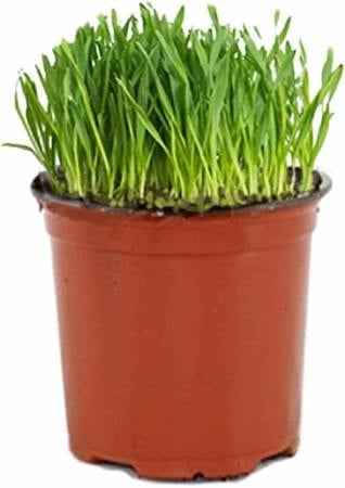 Kattengras op basis van tarwekiemen | In 12 cm Pot