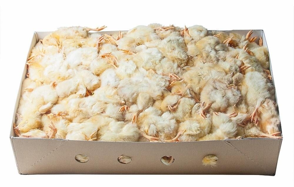 Junai.nl Diepvries eendagskuikens – 10 kilo bulkverpakking In doos