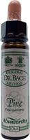 Ainsworths Pine bach 10ml