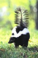 Animal Essences Skunk (stinkdier) 30 ml