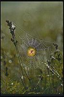 Animal Essences Spider (spin) 30 ml