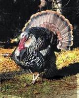 Animal Essences Wild turkey (kalkoen) 30 ml