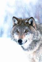 Animal Essences Wolf 30ml