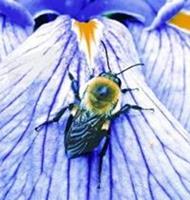 Animal Essences Bumblebee (hommel) 30 ml