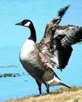 Animal Essences Canada goose (Canadese gans) 30 ml