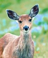 Animal Essences Deer (hert) 30 ml
