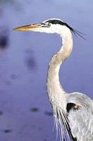 Animal Essences Great blue heron (Amerikaanse blauwe reiger) 30 ml
