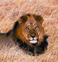 Animal Essences Lion (leeuw) 30 ml