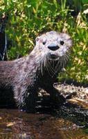 Animal Essences Otter 30 ml