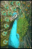 Animal Essences Peacock (pauw)