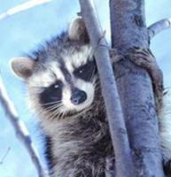 Animal Essences Raccoon (wasbeer) 30 ml