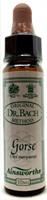 Ainsworths Gorse bach 10ml