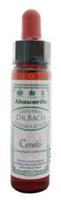 Ainsworths Cerato bach 10ml