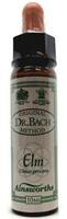 Ainsworths Elm bach 10ml