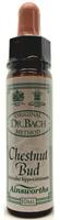 Ainsworths Chestnud bud bach 10ml