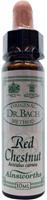 Ainsworths Red chestnut bach 10ml